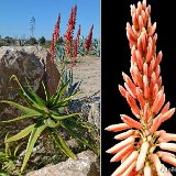 Aloe pluridens (South Africa) Available 8.5cm and 10.5cm Ø